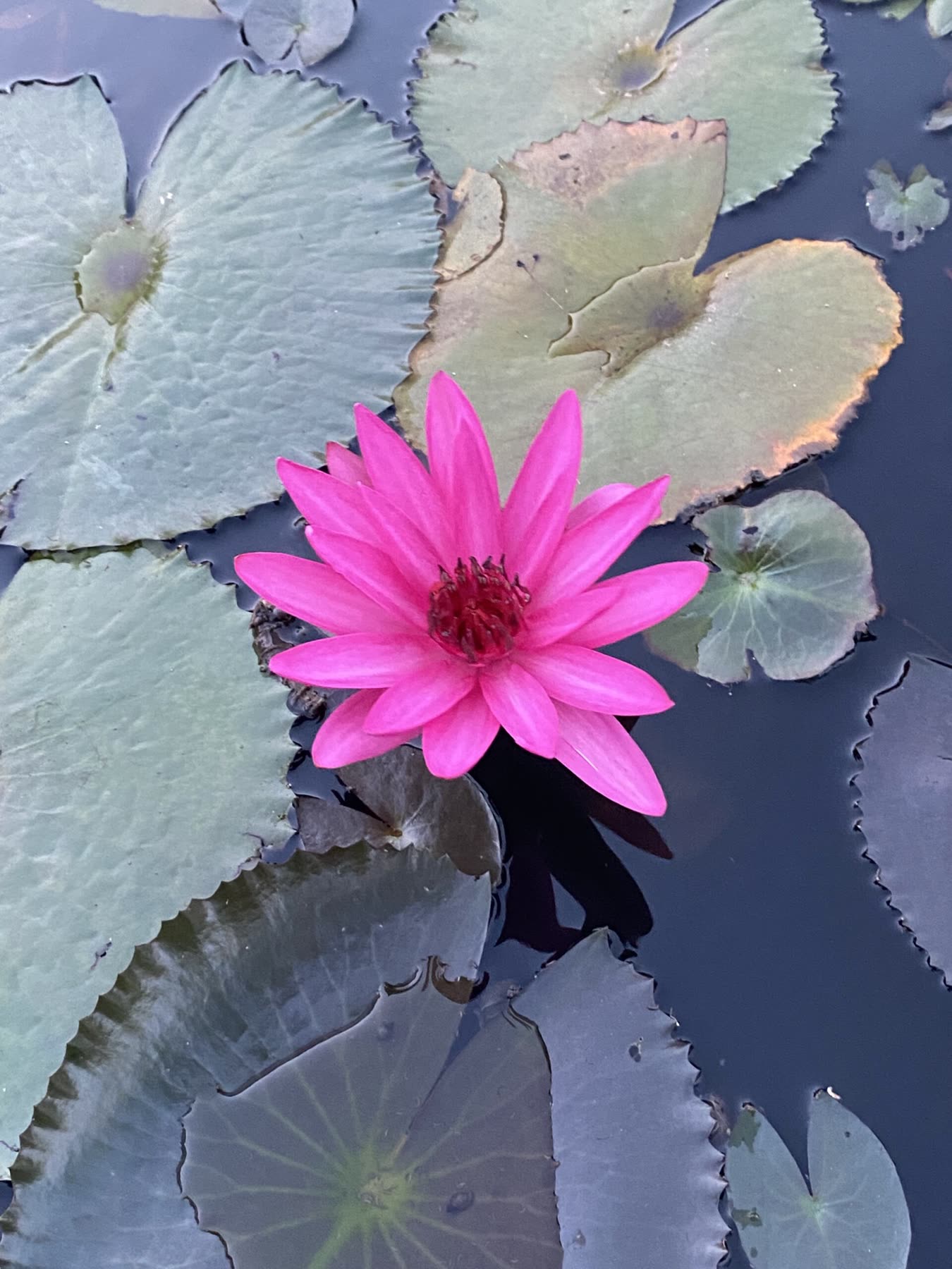 A lotus flower in bloom - the emblem of Community Together